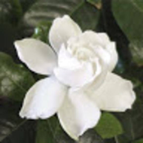 antheliuzzo